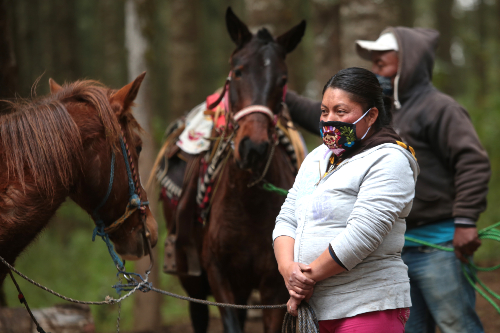 Preparan el despegue con aleteos presurosos que las ayudan a calentar sus pequeños cuerpos. | Tania Contreras