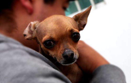 Lo más padre de tener una mascota es descubrir su personalidad, aseguran en Señor Dog.