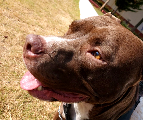 Lo más padre de tener una mascota es descubrir su personalidad, aseguran en Señor Dog.