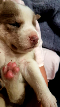 Lo más padre de tener una mascota es descubrir su personalidad, aseguran en Señor Dog.