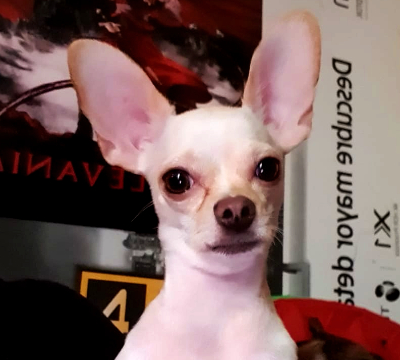 Lo más padre de tener una mascota es descubrir su personalidad, aseguran en Señor Dog.