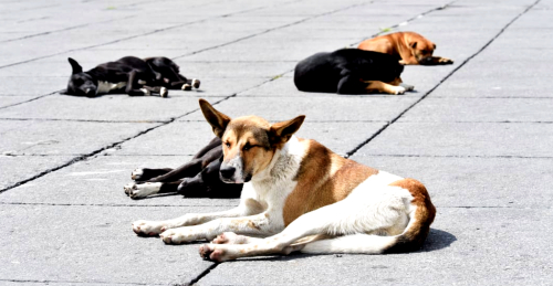 Lo más padre de tener una mascota es descubrir su personalidad, aseguran en Señor Dog.