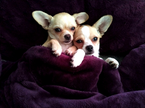 Lo más padre de tener una mascota es descubrir su personalidad, aseguran en Señor Dog.