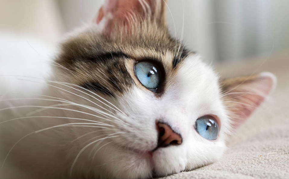 Lo más padre de tener una mascota es descubrir su personalidad, aseguran en Señor Dog.