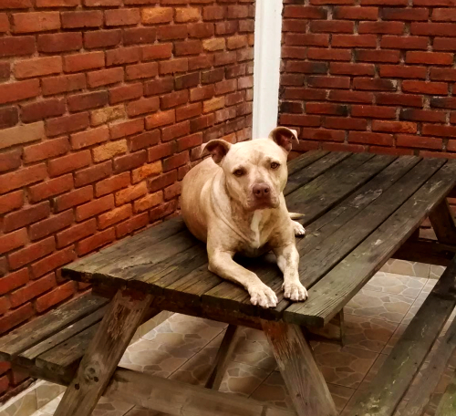 Lo más padre de tener una mascota es descubrir su personalidad, aseguran en Señor Dog.