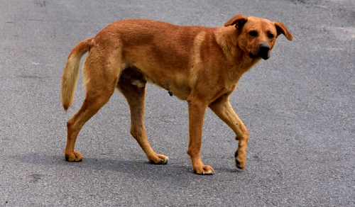 Lo más padre de tener una mascota es descubrir su personalidad, aseguran en Señor Dog.