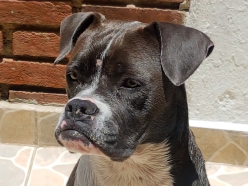 Lo más padre de tener una mascota es descubrir su personalidad, aseguran en Señor Dog.