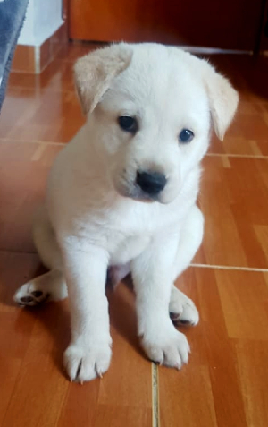 Lo más padre de tener una mascota es descubrir su personalidad, aseguran en Señor Dog.