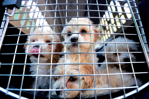 Lo más padre de tener una mascota es descubrir su personalidad, aseguran en Señor Dog.