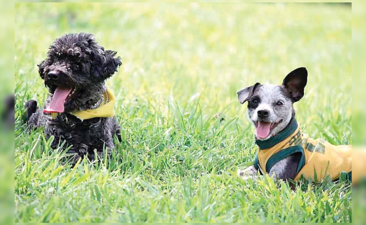 Adopción de perros en Guadalajara y Zapopan es baja Grupo Milenio