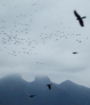 México. Aves vuelan en un amanecer en el Cerro de la Silla en Monterrey.