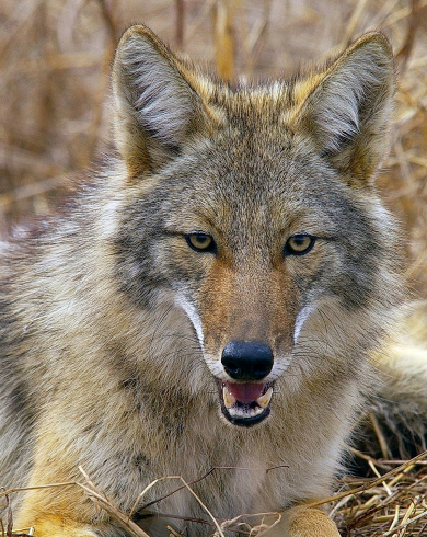 Coyotes
