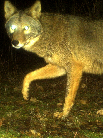 Coyotes