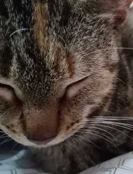 Los comportamientos conductuales poco común que están presentando los animales de compañía es la agresividad.