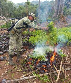 Los elementos del Ejército destruyeron los plantíos.