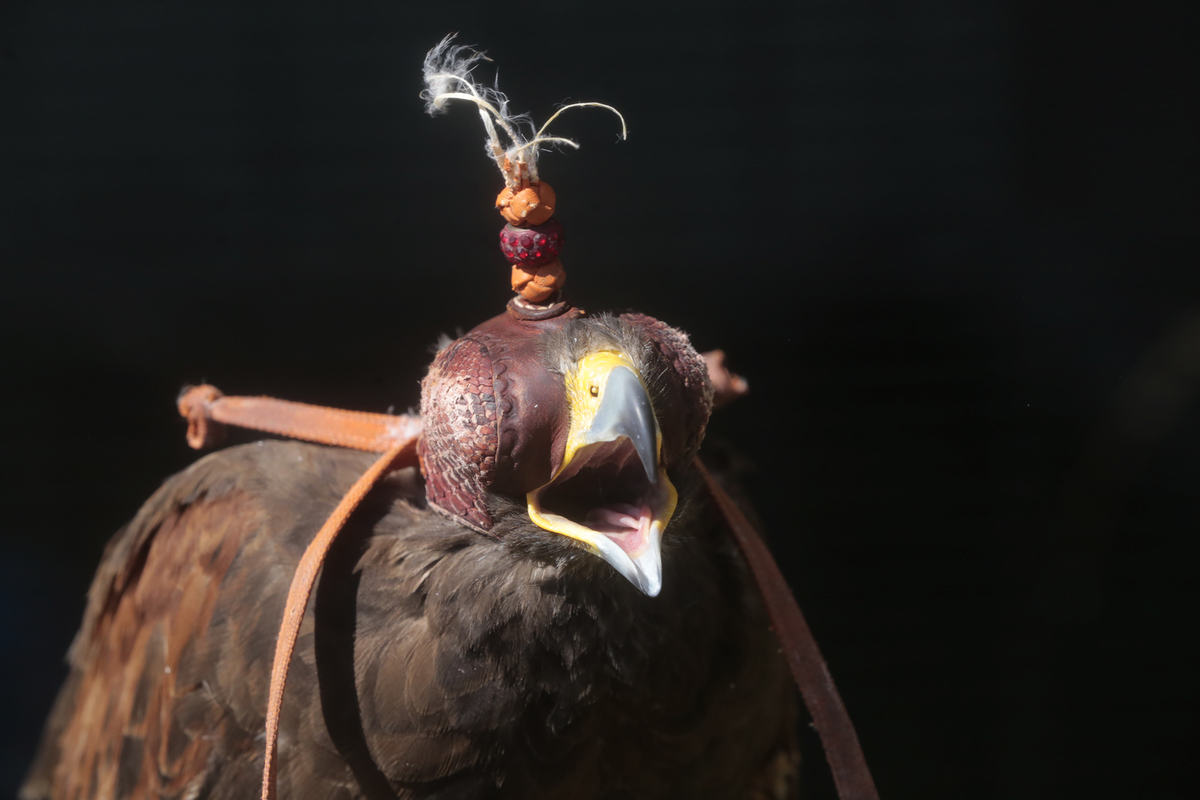 Aves de cetrería