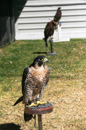 Aves de cetrería