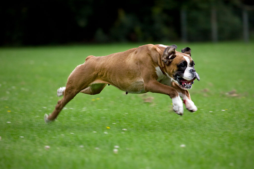 La popularidad del bulldog francés se dispara en Estados Unidos