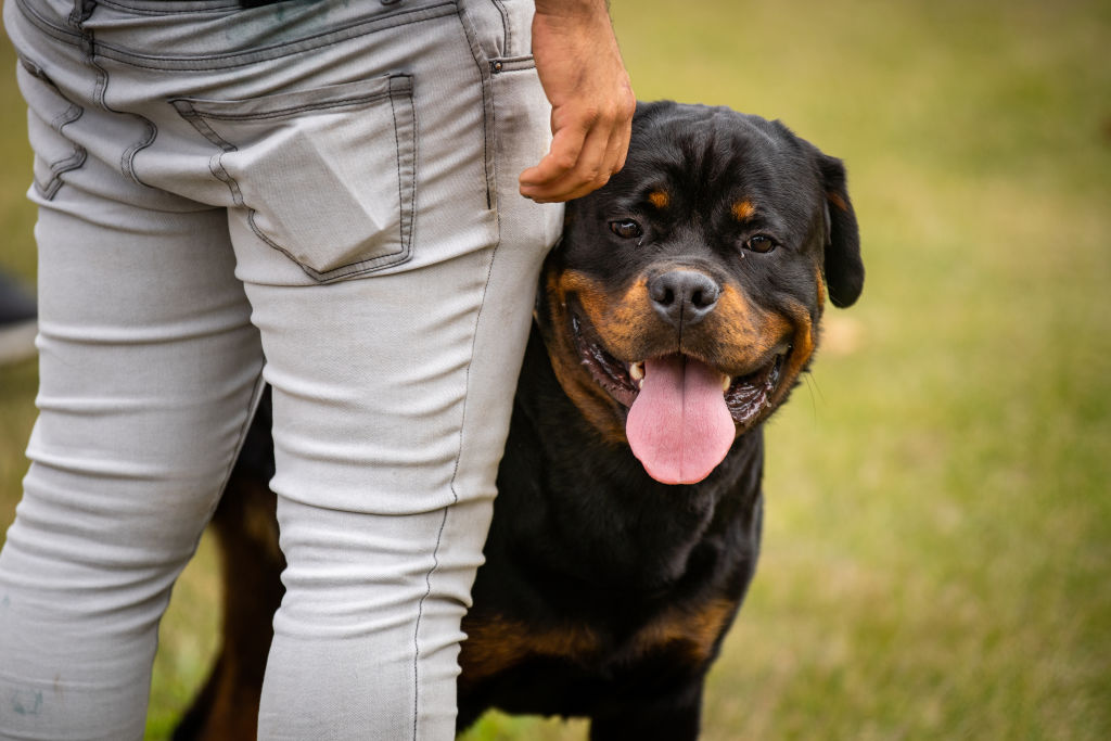 La popularidad del bulldog francés se dispara en Estados Unidos