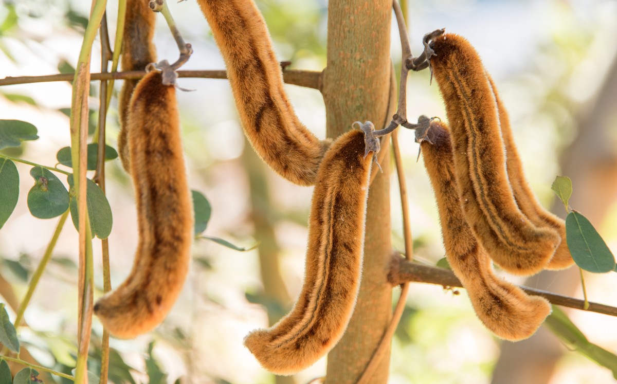 Polvo picapica. De qué está hecho y cómo se produce - Grupo Milenio