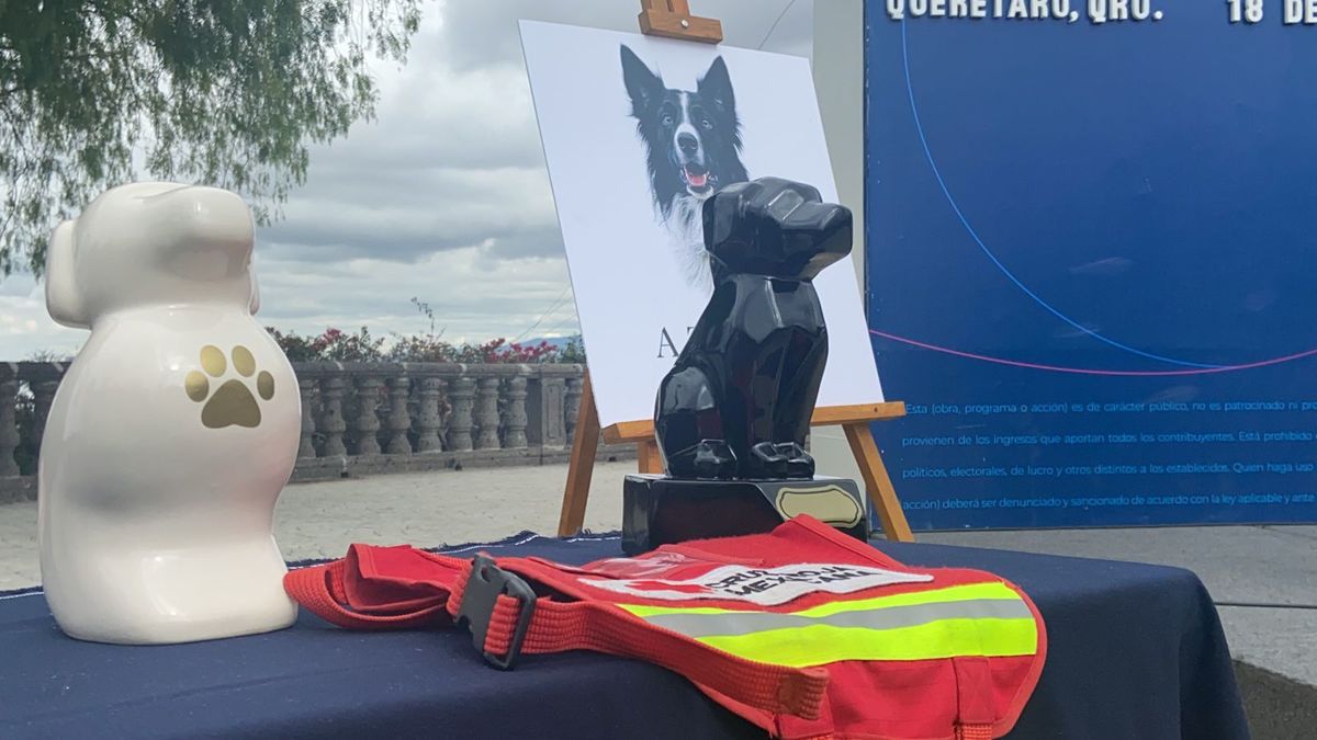 En Querétaro, detienen a presunto asesino de perros Athos y Tango - Grupo  Milenio