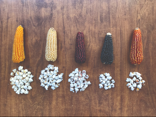 maíz