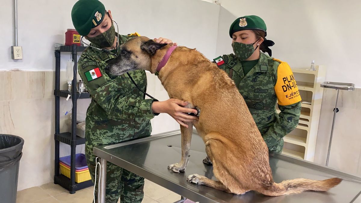 Perritos santa lucía