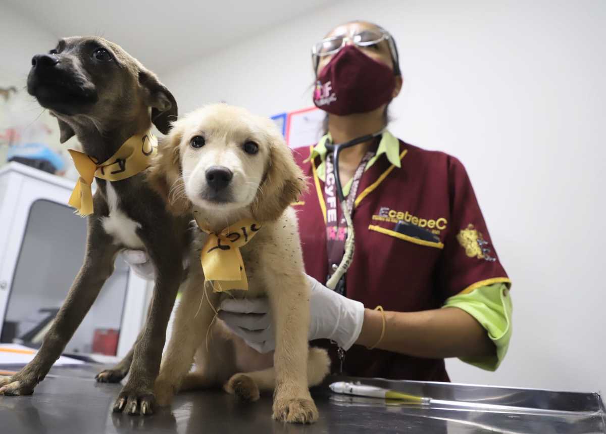 perritos