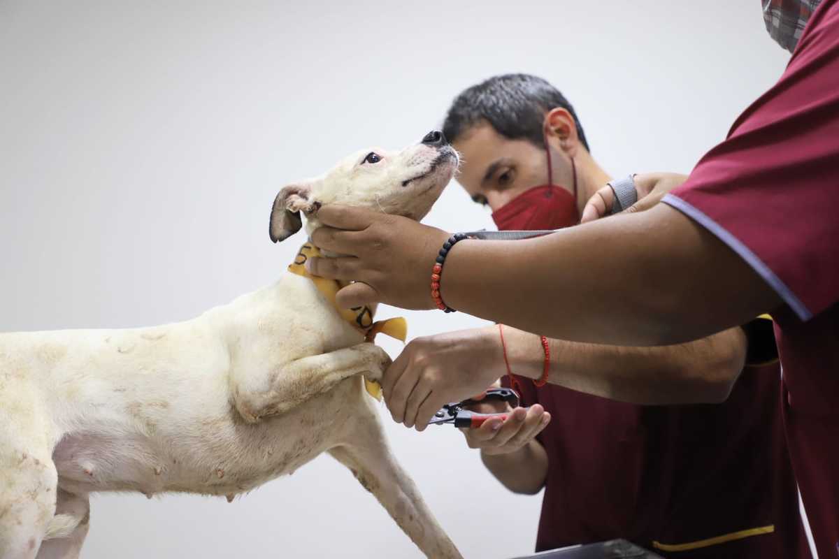 perritos