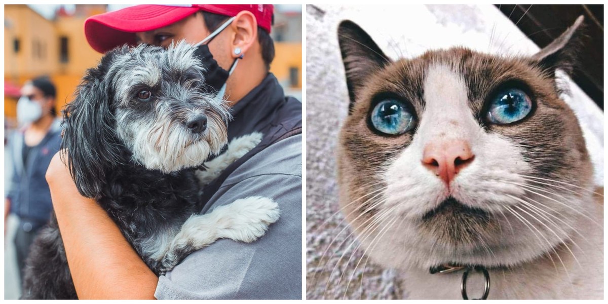 adopción de mascotas