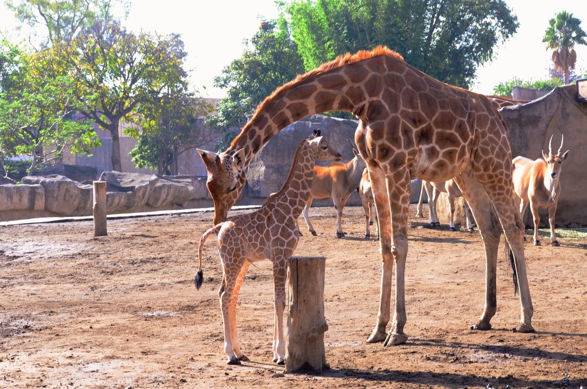 La jirafa es hija de Baobab y de Acacia