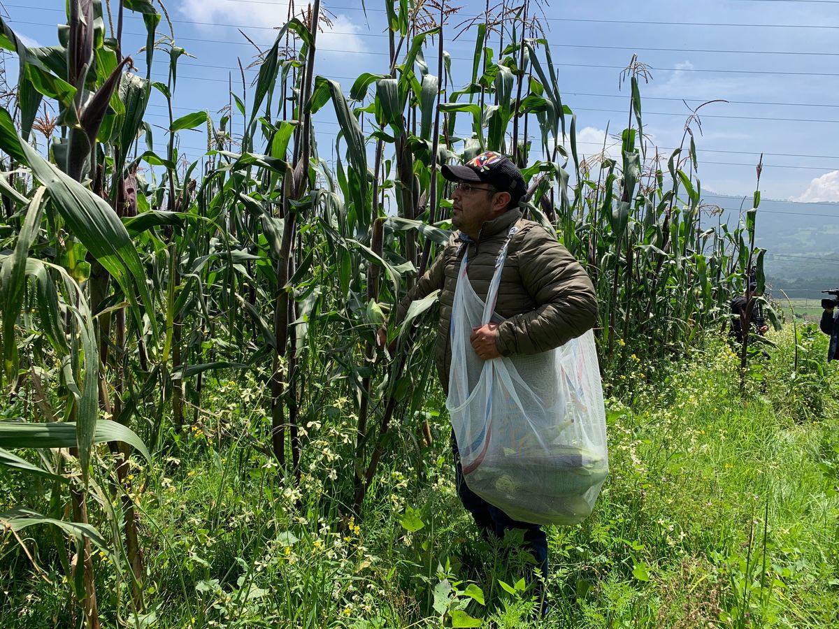 Milpas chilangas y elote cacahuazintle - Grupo Milenio