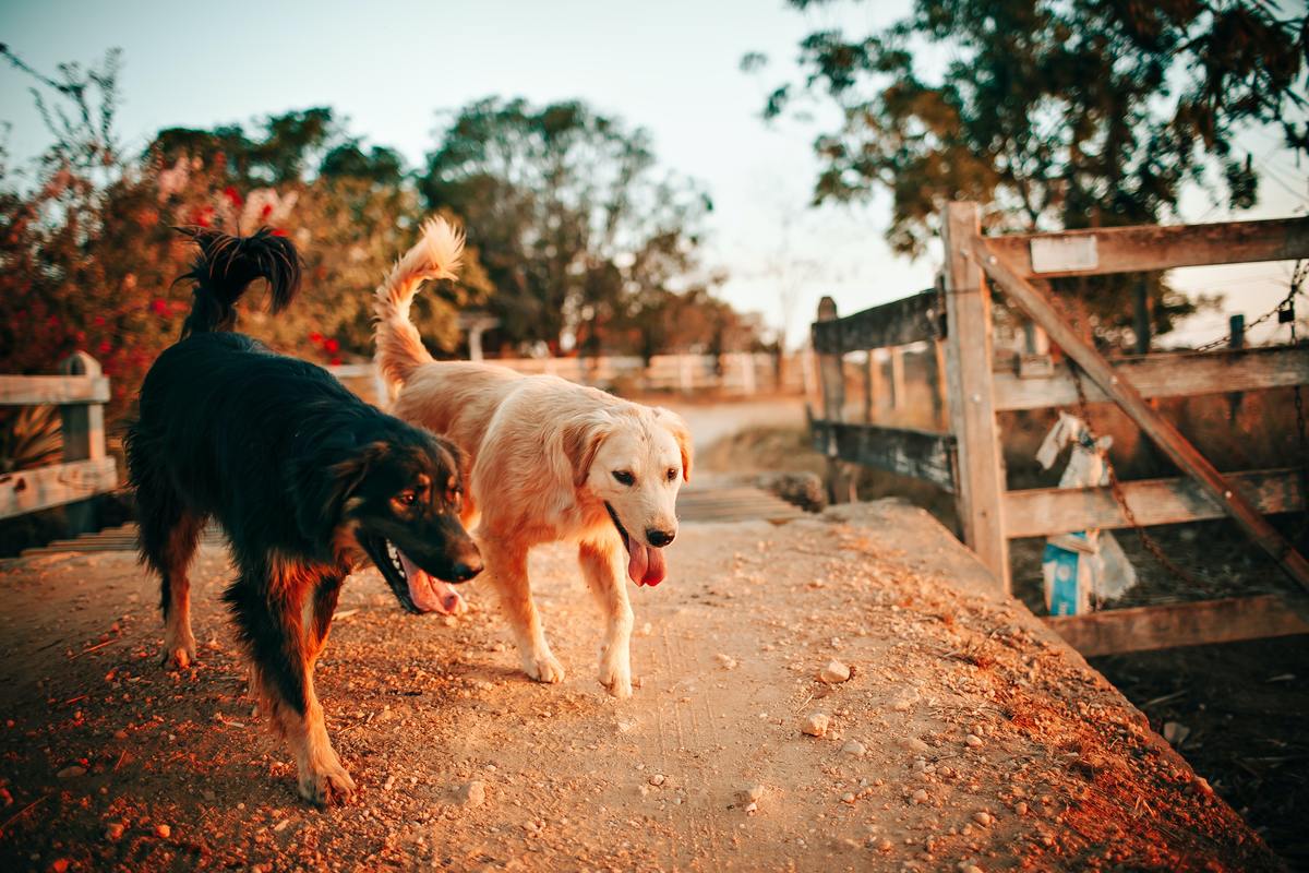 perritos