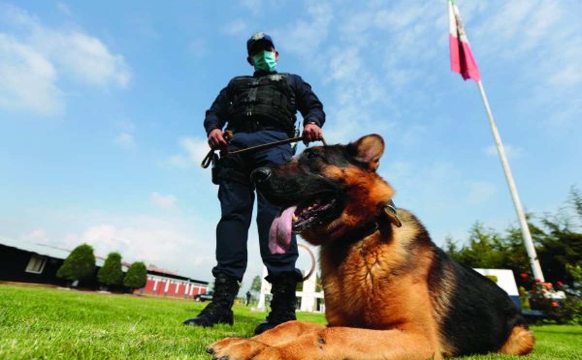 perritos