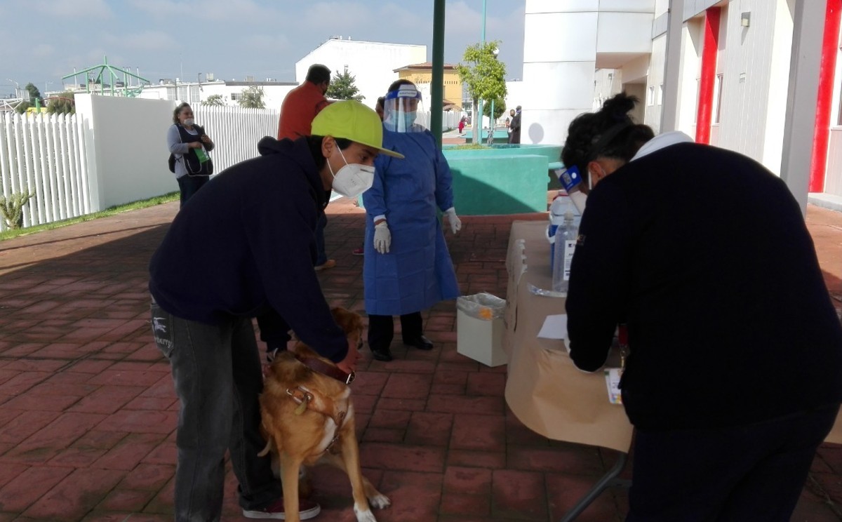 perritos