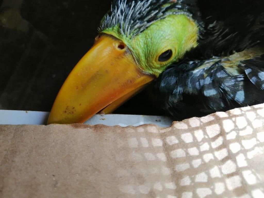 loros