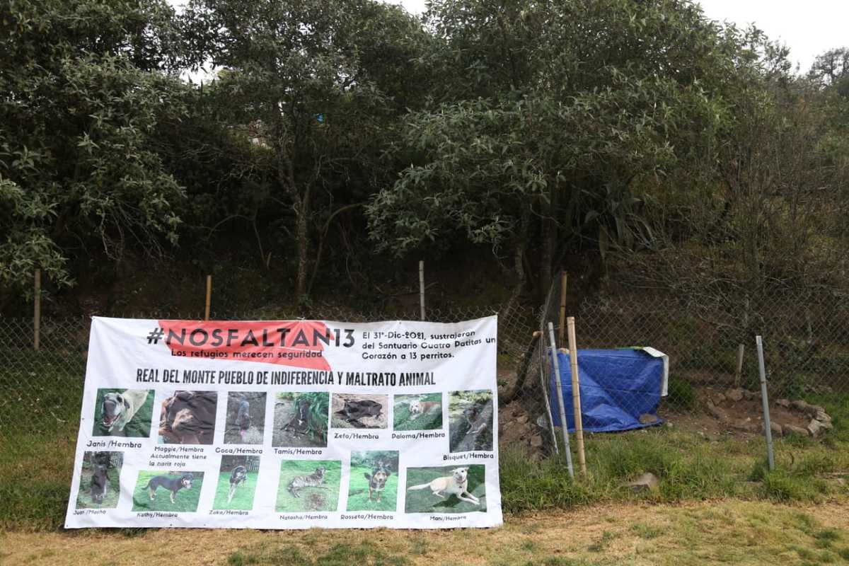Exigen justicia por desaparición de perros en Real del Monte