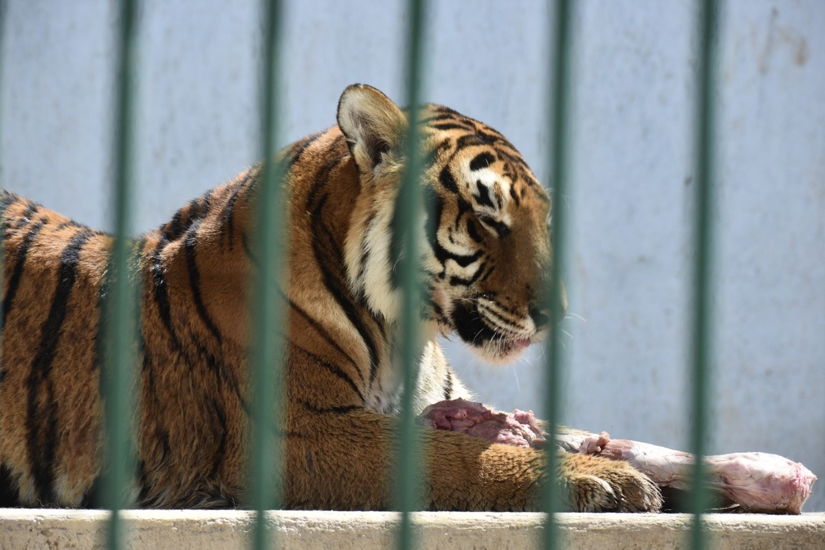Tigre del Bioparque Tizayuca