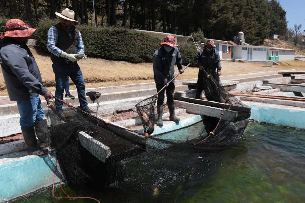 pescados